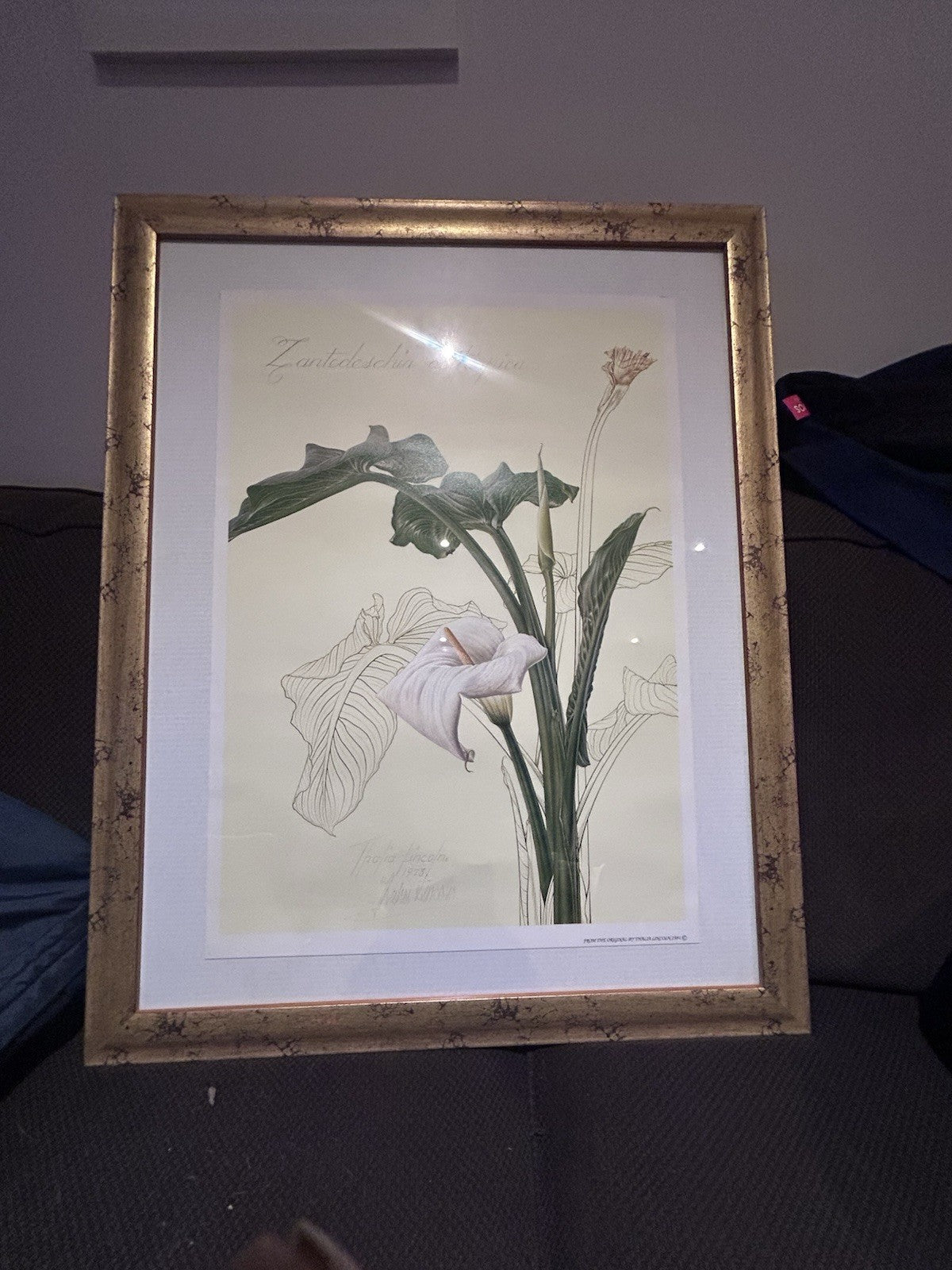 Framed Thalia Lincoln Botanical Print – Hand-Signed – Zantedeschia – 63x79cm
