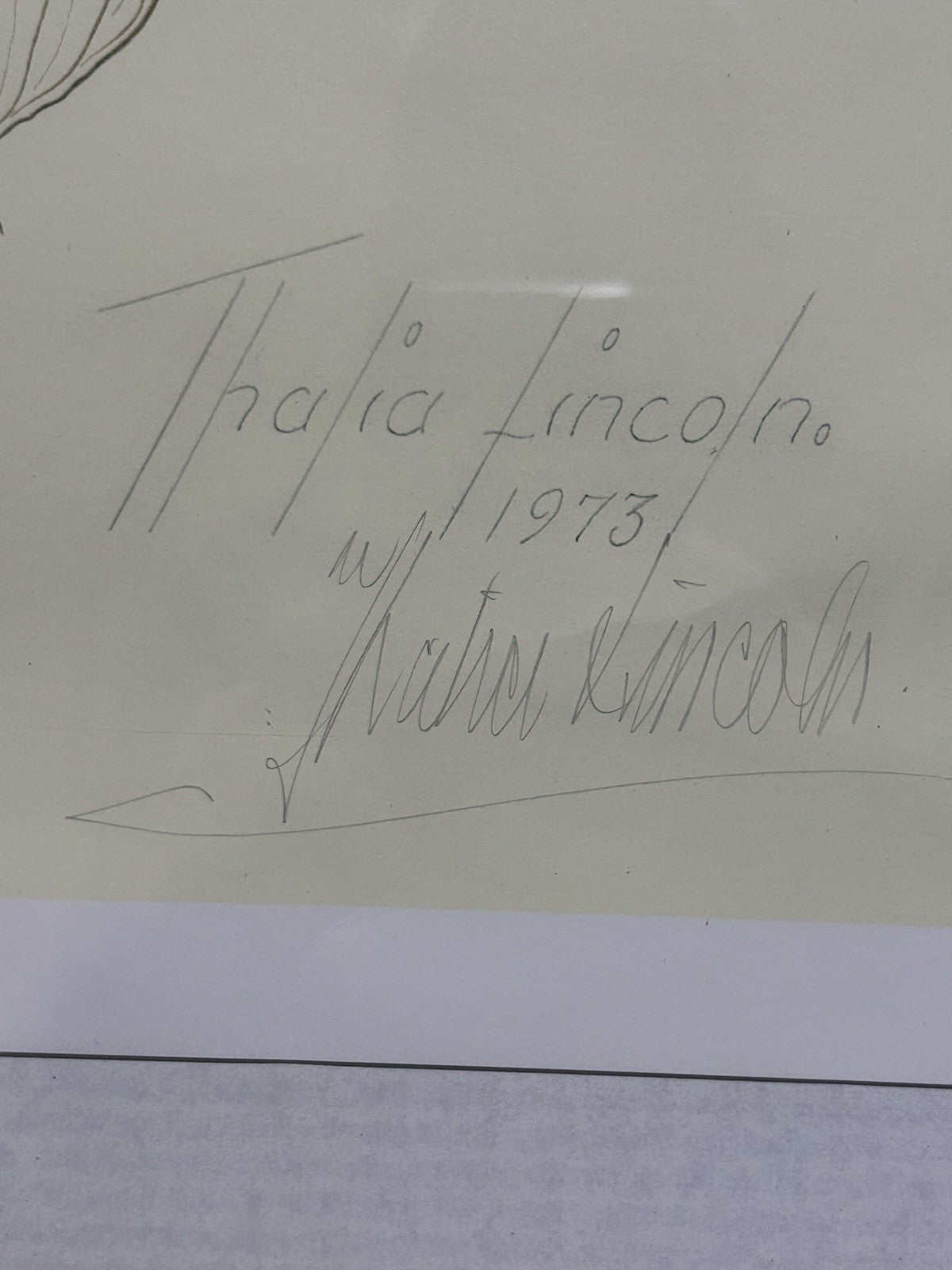 Framed Thalia Lincoln Botanical Print – Hand-Signed – Zantedeschia – 63x79cm