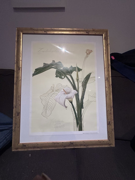 Framed Thalia Lincoln Botanical Print – Hand-Signed – Zantedeschia – 63x79cm