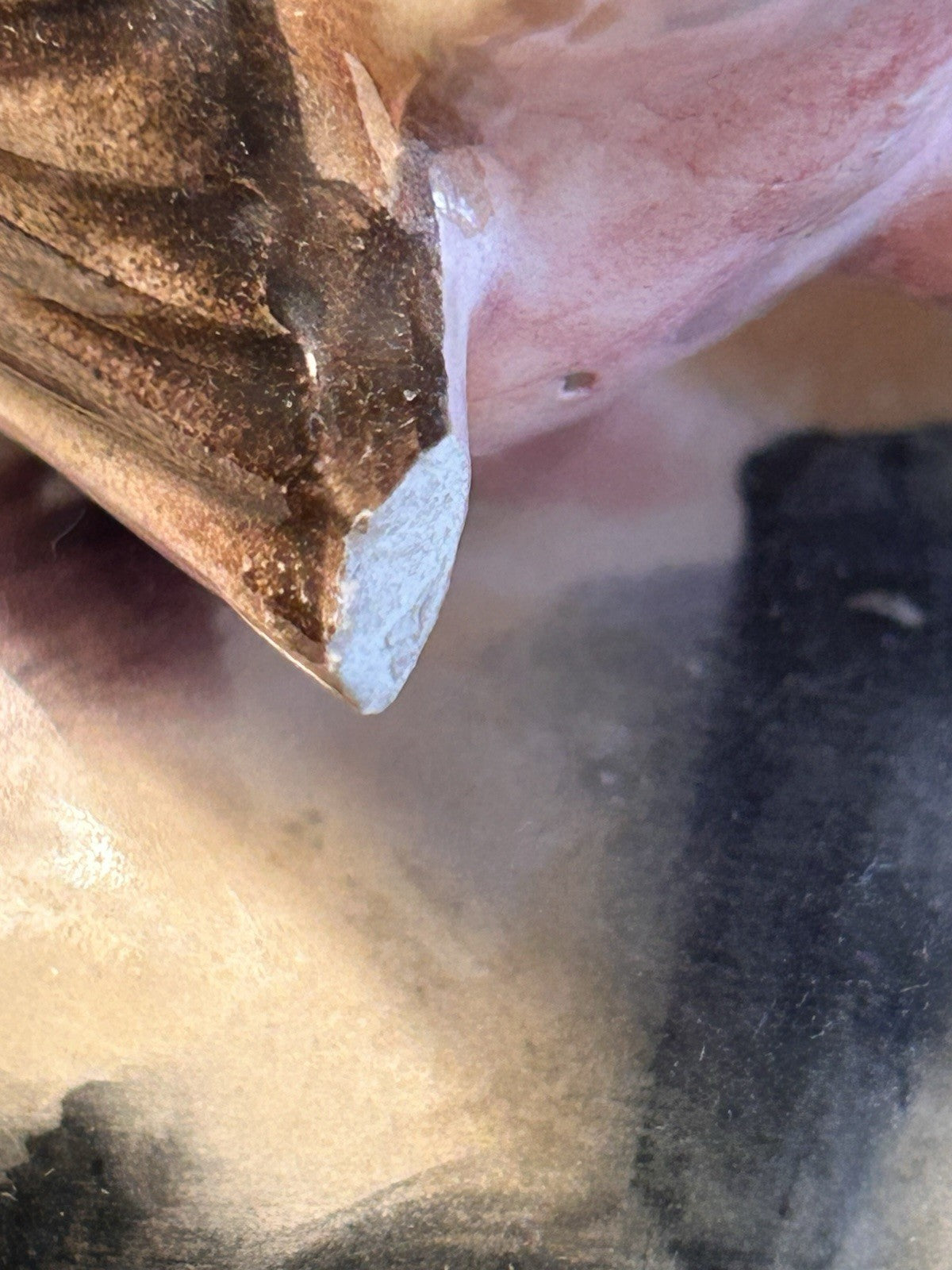 Japan Majolica Bird Compote