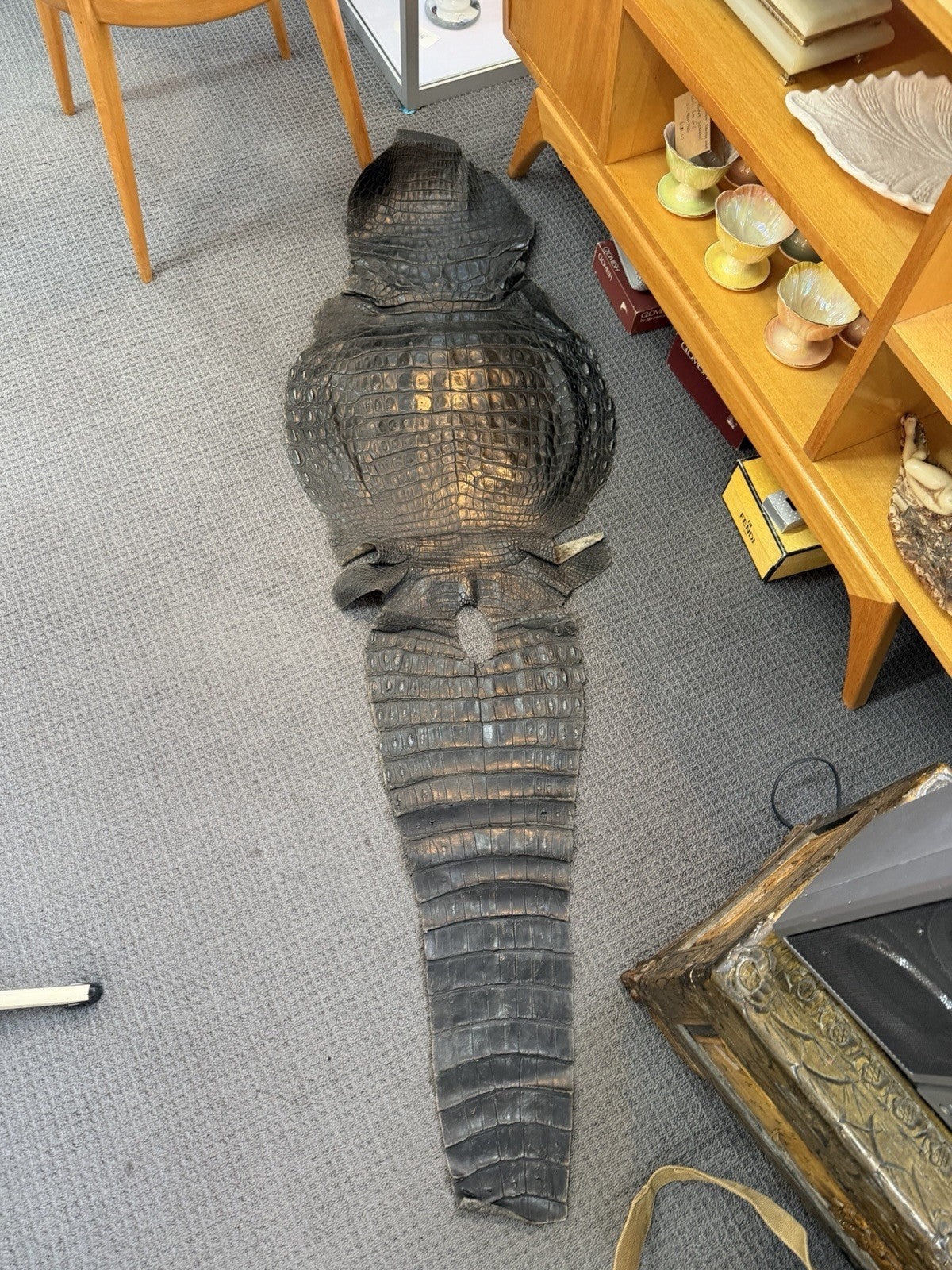 Vintage African Nile Crocodile Hide Pelt 173cm c1960s Full Body Skin