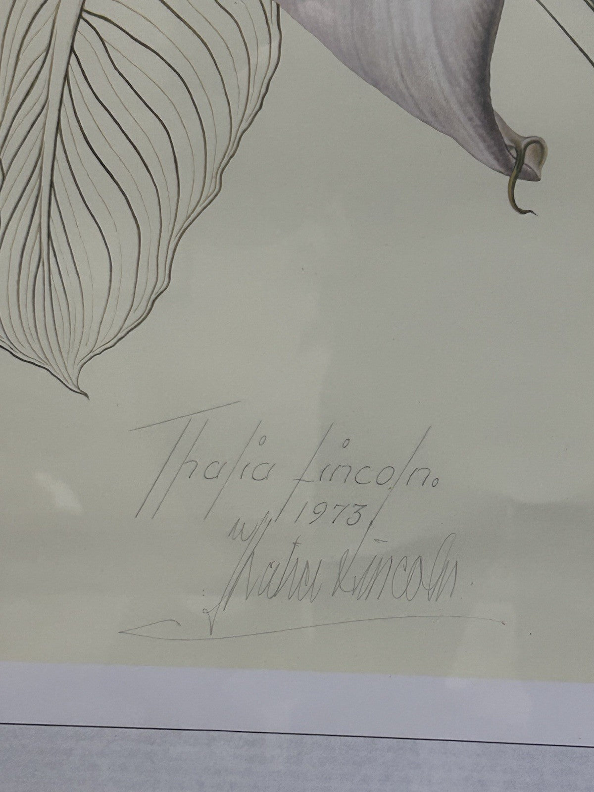 Framed Thalia Lincoln Botanical Print – Hand-Signed – Zantedeschia – 63x79cm