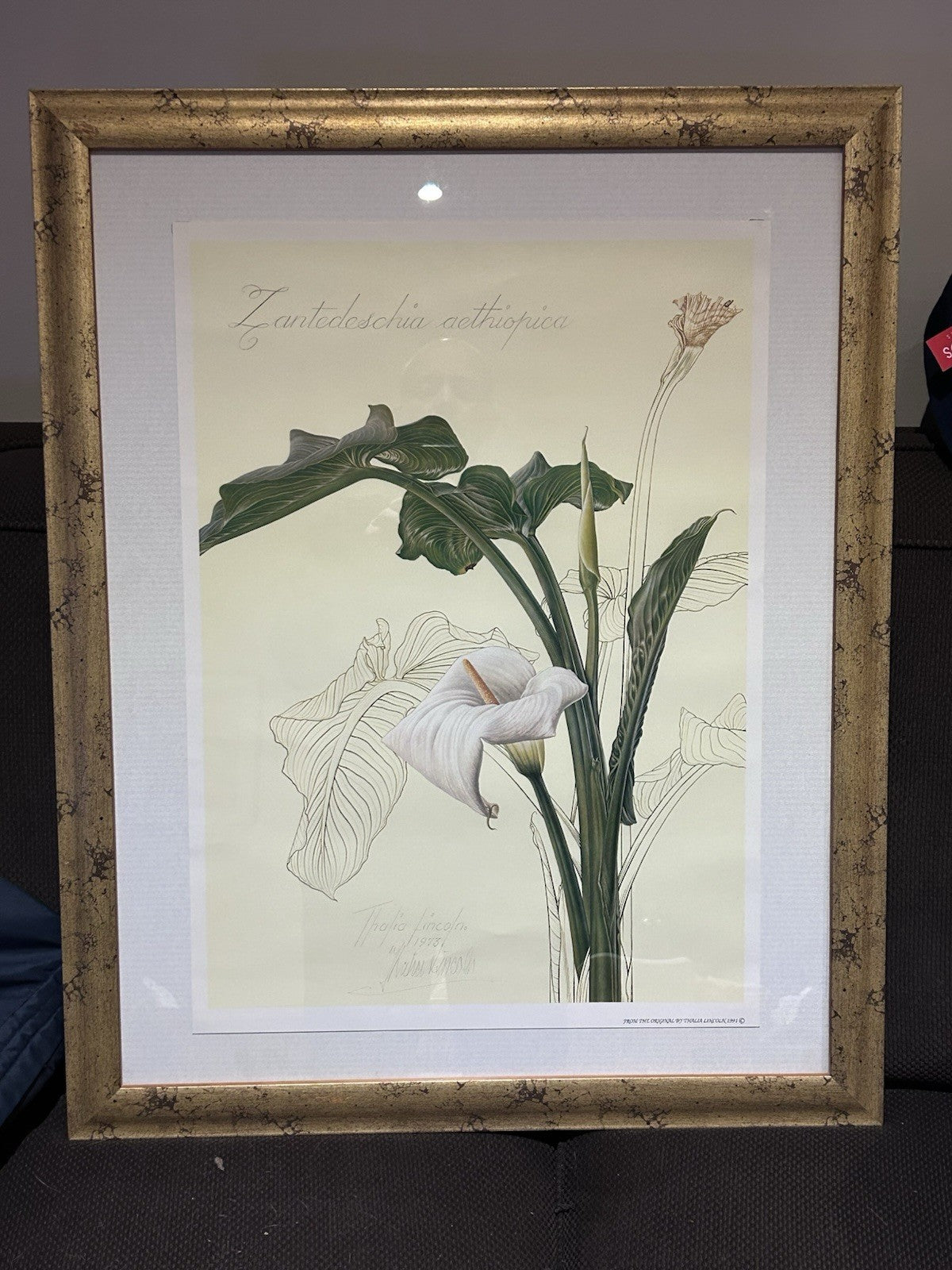 Framed Thalia Lincoln Botanical Print – Hand-Signed – Zantedeschia – 63x79cm